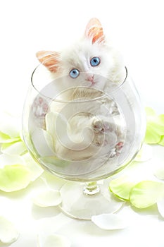 White kitten