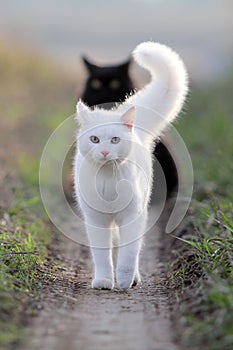 White kitten and black