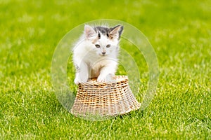 White kitten with black and brown spots is sitting on the straw basket