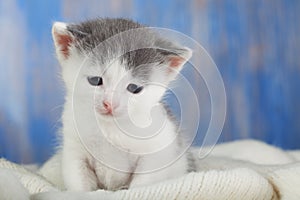 White kitten on a blanket comfortable Close-up