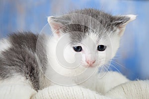 White kitten on a blanket comfortable Close-up