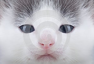 White kitten on a blanket comfortable Close-up