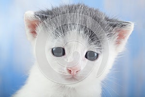 White kitten on a blanket comfortable Close-up