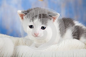 White kitten on a blanket comfortable Close-up