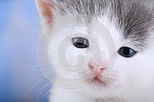 White kitten on a blanket comfortable Close-up