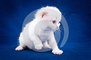 White kitten on a blue background