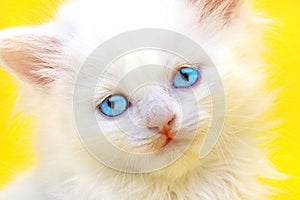 White kitten with blue eyes.
