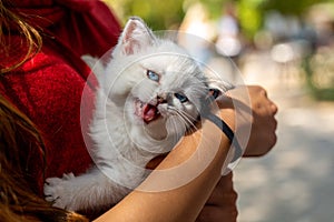 A white kitten with blue eyes