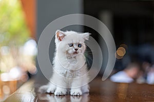 A white kitten with blue eyes