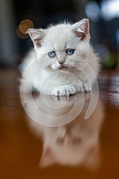 A white kitten with blue eyes
