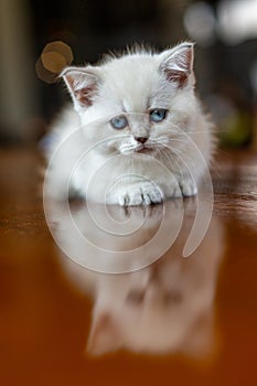 A white kitten with blue eyes