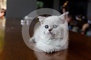 A white kitten with blue eyes