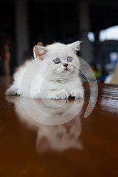 A white kitten with blue eyes