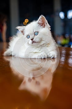 A white kitten with blue eyes