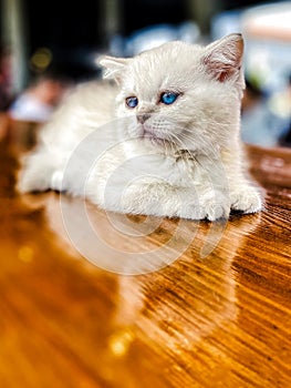 A white kitten with blue eyes.