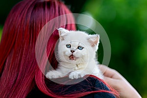 A white kitten with blue eyes