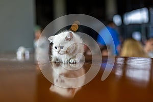 A white kitten with blue eyes