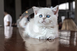 A white kitten with blue eyes