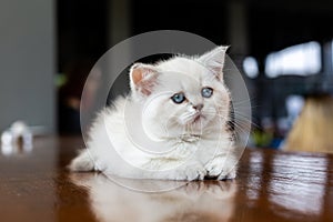 A white kitten with blue eyes