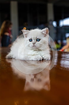 A white kitten with blue eyes