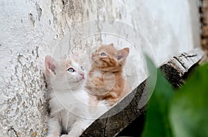 White kitten with blue eyes on a background of a red kitten blurred