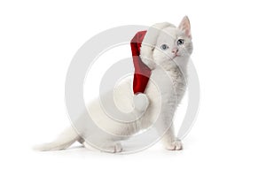 White kitten with blue eyes and Christmas hat