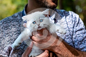 A white kitten with blue eyes on a human lap