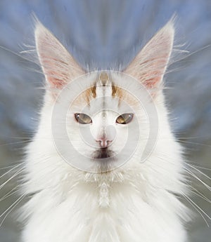 White Kitten with a computer manipulated head