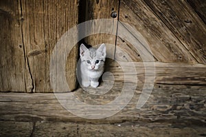 White kitten in doorway