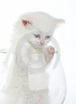 White kitten in glass