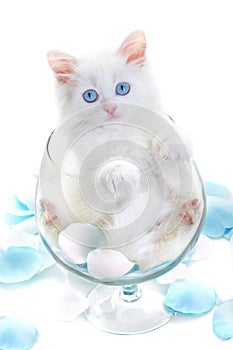 White kitten in a glass