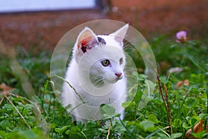 White kitten in the grass