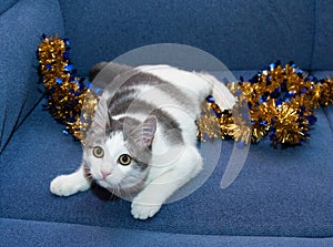 White kitten with gray spots on the background lur