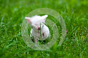 A white kitten on the green grass