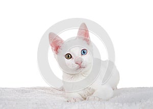 White kitten with heterochromia eyes
