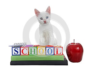 White kitten with heterochromia eyes back to school blocks books