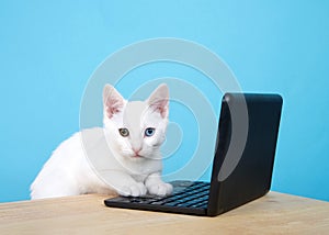White kitten with heterochromia eyes at a computer keyboard photo