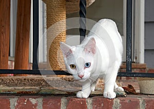 White kitten with heterochromia eyes looking at viewer