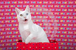 White kitten with heterochromia in a valentine box, mouth open