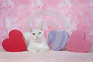 White kitten with heterochromia with valentine`s theme`d boxes