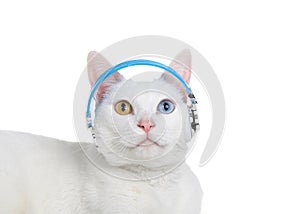 White kitten with heterochromia wearing headphones looking up, isolated