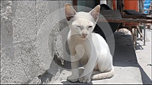 A White Kitten with Large Ears Sits in the Sun