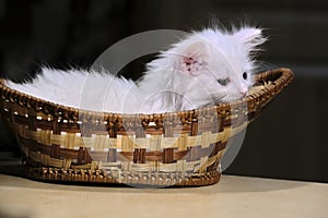 White kitten lies in a wicker basket low light