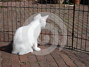 White kitten looking through cage fence. Cat plotting escape.