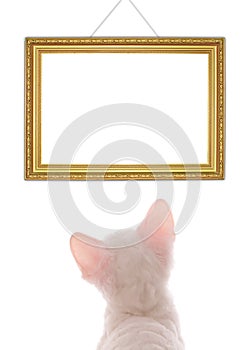 White Kitten Looking at Empty Frame