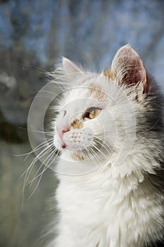 White Kitten looking to the left outdoors