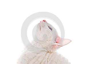 White Kitten Looking Up