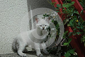 White kitten looking at us