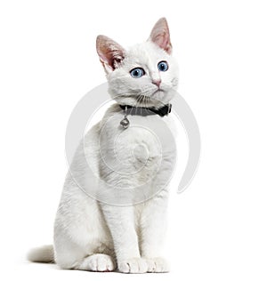 White kitten mixed-breed cat wearing a bell collar, isolated on