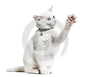 White kitten mixed-breed cat wearing a bell collar and playing,